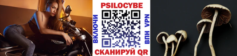 Купить  Енисейск  Галлюциногенные грибы Magic Shrooms 